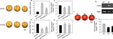 How a Single Transcription Factor Fine-Tunes the Tang in Citrus Fruits