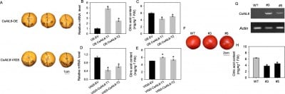 How a Single Transcription Factor Fine-Tunes the Tang in Citrus Fruits