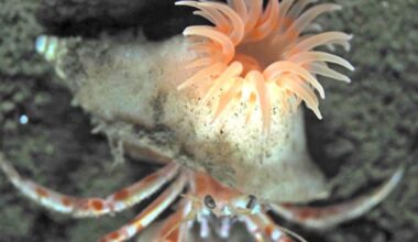 Pink sea anemone that ‘builds home’ for hermit crabs discovered | National