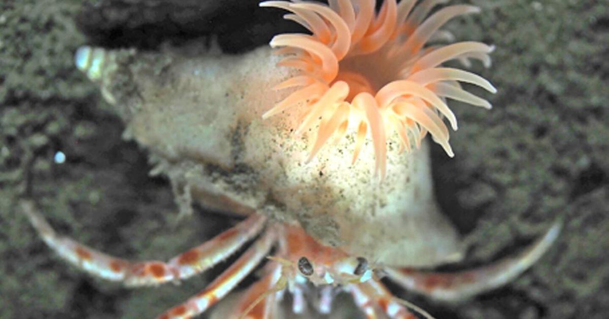 Pink sea anemone that ‘builds home’ for hermit crabs discovered | National