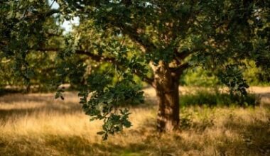 Dry Grass: Research Project Explores the Effect of Multi-Year Drought on Grasslands