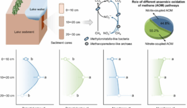 Depth-related variation in the activity and community structure of nitrite- and nitrate-coupled anaerobic methanotrophs in freshwater lake sediment