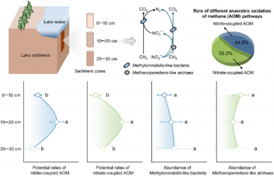 Depth-related variation in the activity and community structure of nitrite- and nitrate-coupled anaerobic methanotrophs in freshwater lake sediment