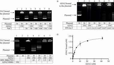 Adenosine deaminase 2 regulates the activation of the toll-like receptor 9 in response to nucleic acids