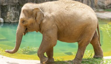 The National Zoo Is Expecting A Baby Elephant — Here's Why It Could Be A Mammoth Feat