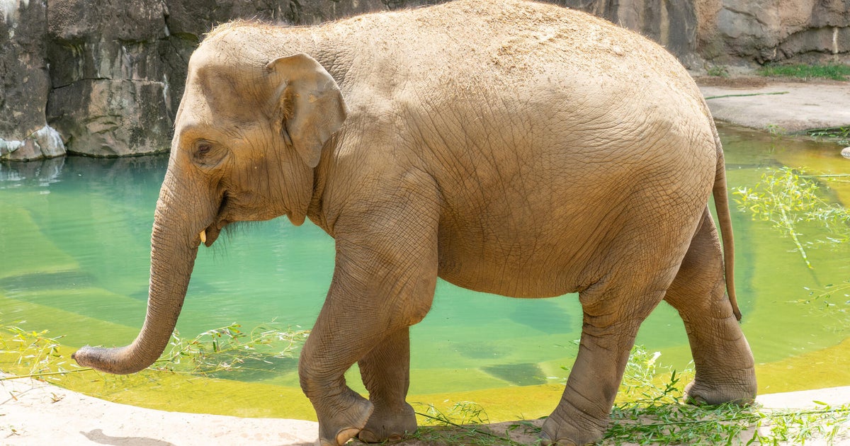 The National Zoo Is Expecting A Baby Elephant — Here's Why It Could Be A Mammoth Feat