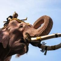 Pink elephants march for Thailand's late queen mother | National