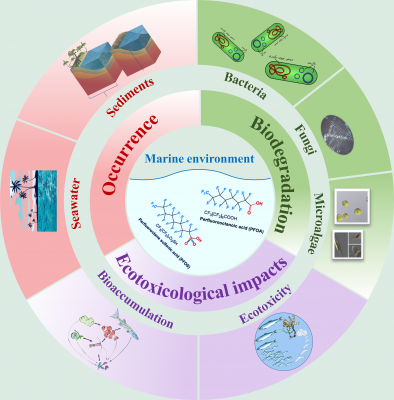 Insights into the occurrence, ecotoxicity, and biodegradation of perfluorooctanoic acid and perfluorooctanesulfonic acid in the marine environment