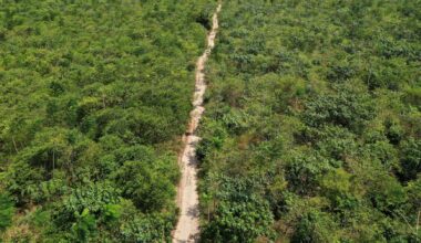 Exclusive: Google deal for Amazon reforestation makes Brazilian startup its top carbon credit supplier