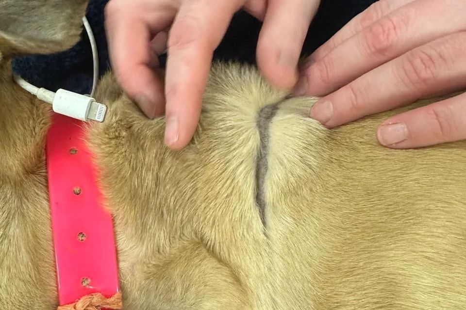 The abuse suffered by the dog came to light after it was hit by a car.