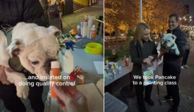 Video: Bulldog Uses Peanut Butter To Paint a Masterpiece