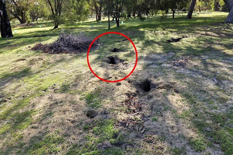 A field with big holes in the ground, caused by burrowing rabbits. 