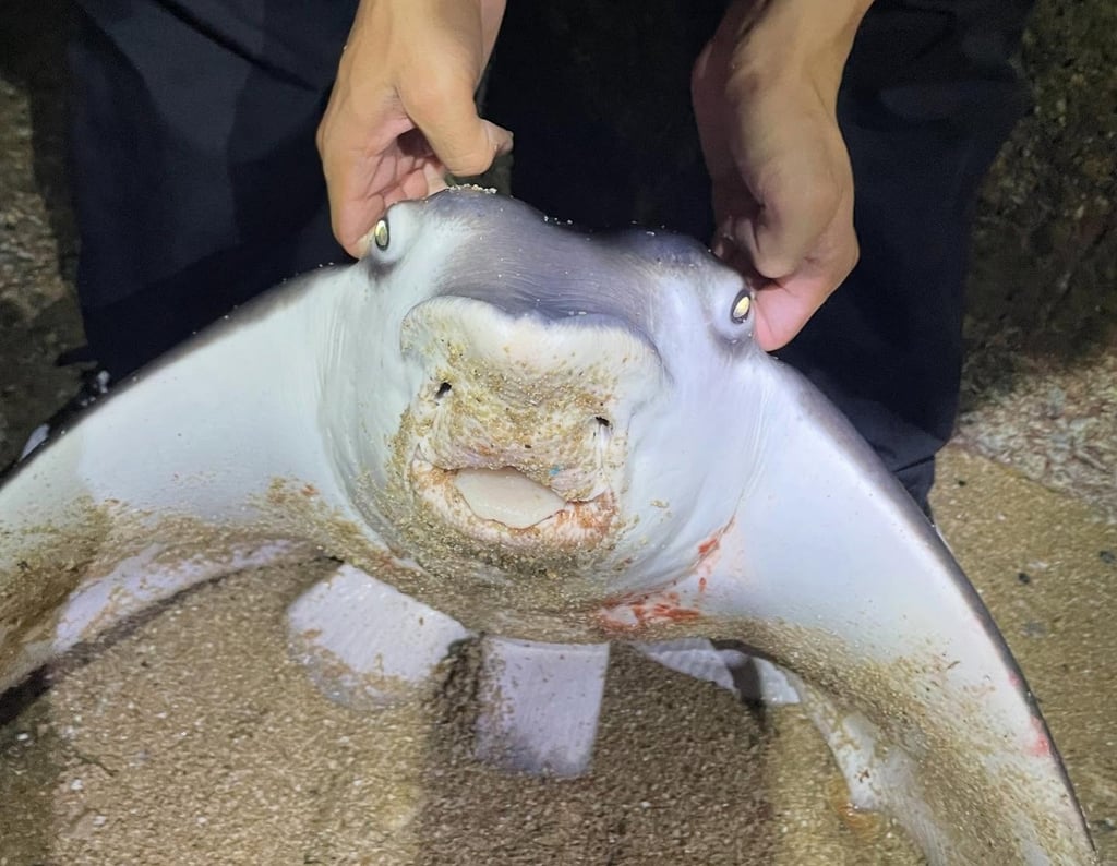 The stingray is believed to have escaped on its own. Photo: Handout