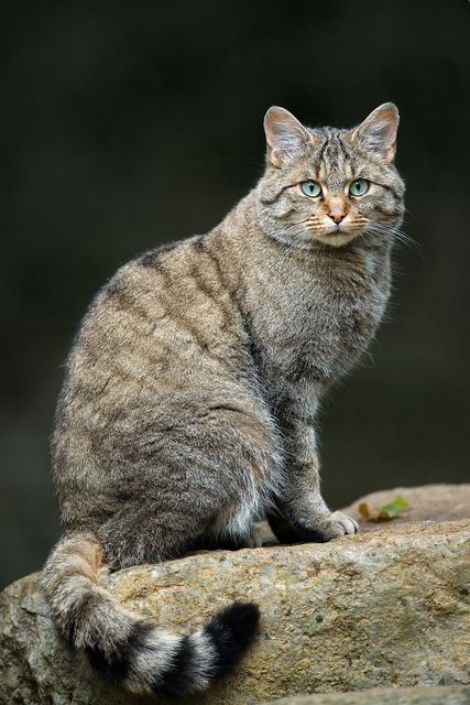 European wildcat (Felis silvestris)” by Luc Viatour, via Wikimedia Commons, licensed under CC BY 3.0