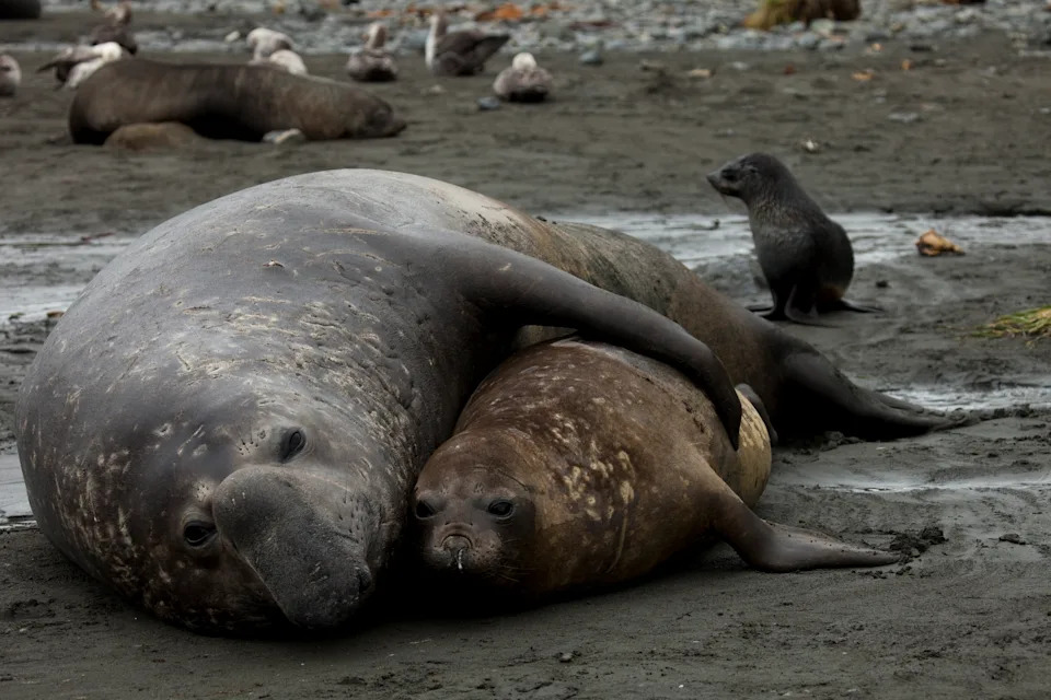 A male and female elephant seal embracing on South Georgia.