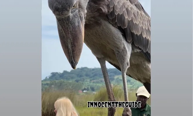 Shoebill on tour boat.