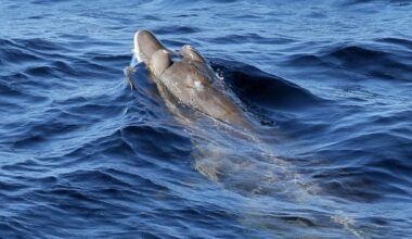 Farewell to decades of scientific speculation after living creature with leaf-shaped fangs found in the Pacific - discovery links University of Oulu and Geological Survey of Finland in unprecedented find