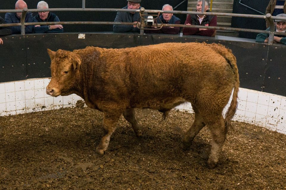 ‘When it comes to feed conversion and kill-out, the purer-bred continental is a better proposition for beef finishers in non-dairy areas’. Photo: Gerry Faughnan