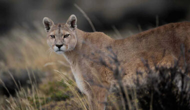 2 Cyclists Encounter Mountain Lion on California Trail in Frightening Video: 'Go Away, Kitty!'