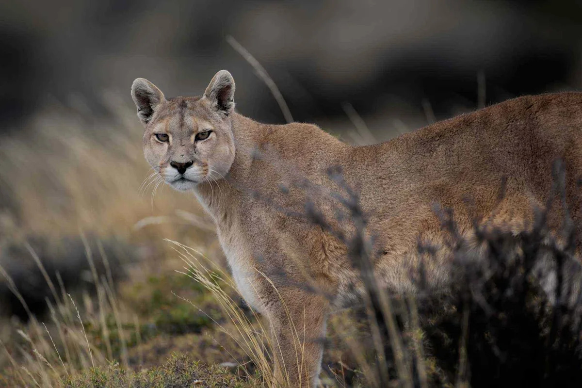 2 Cyclists Encounter Mountain Lion on California Trail in Frightening Video: 'Go Away, Kitty!'