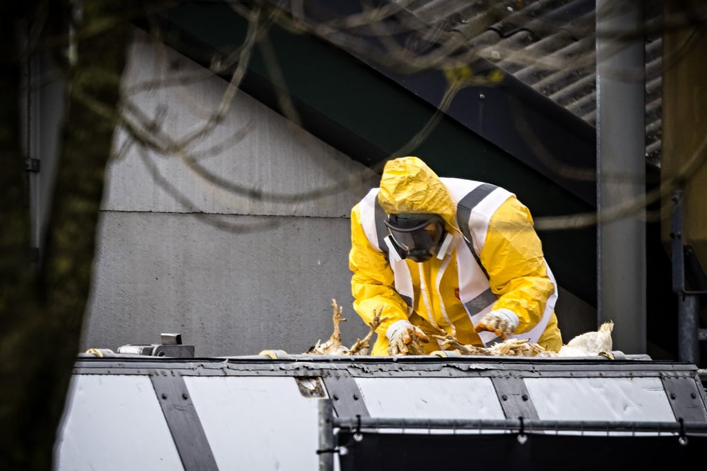 Chickens being culled in Tienray, the Netherlands, after avian influenza was confirmed. Photo: EPA