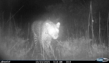 Western South Africa Sees Leopards Returning to Ancestral Habitat After 170 Years