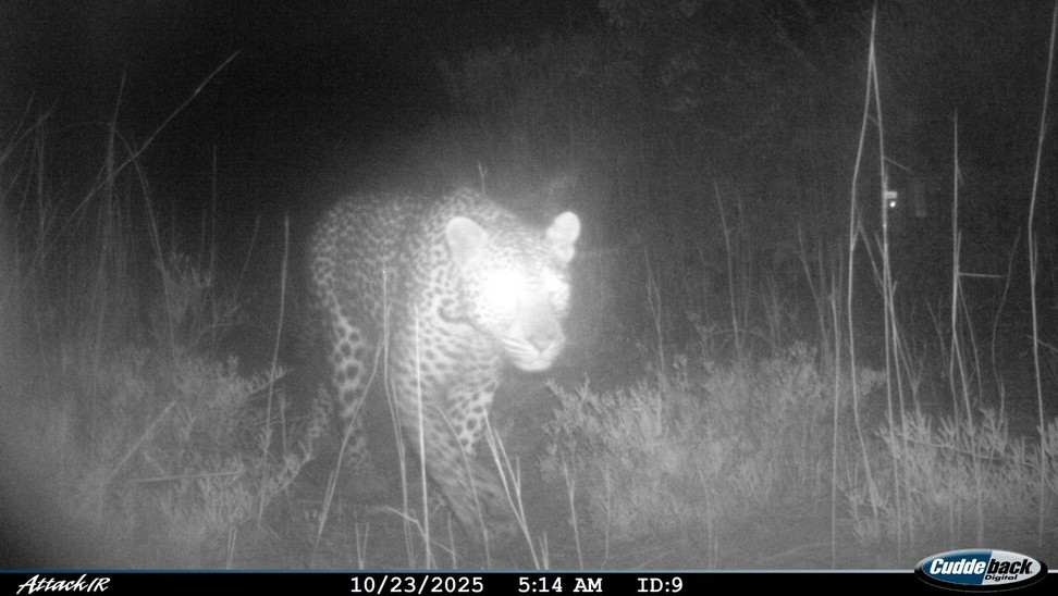 Western South Africa Sees Leopards Returning to Ancestral Habitat After 170 Years