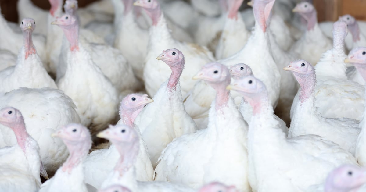Housing order for poultry comes into effect in bid to halt spread of bird flu – The Irish Times