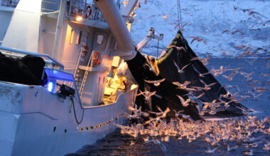 Seagulls flying while the fishing ship is bringing the fish onboard.