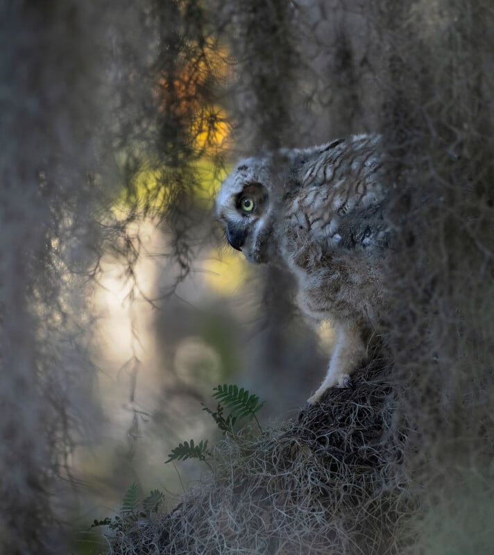A young owl with fluffy feathers perches on a mossy branch, partially hidden behind strands of hanging moss, with soft sunlight filtering through in the background.