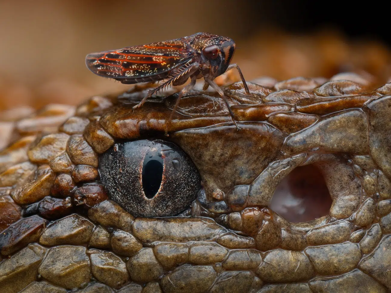 Bug perched on a snake