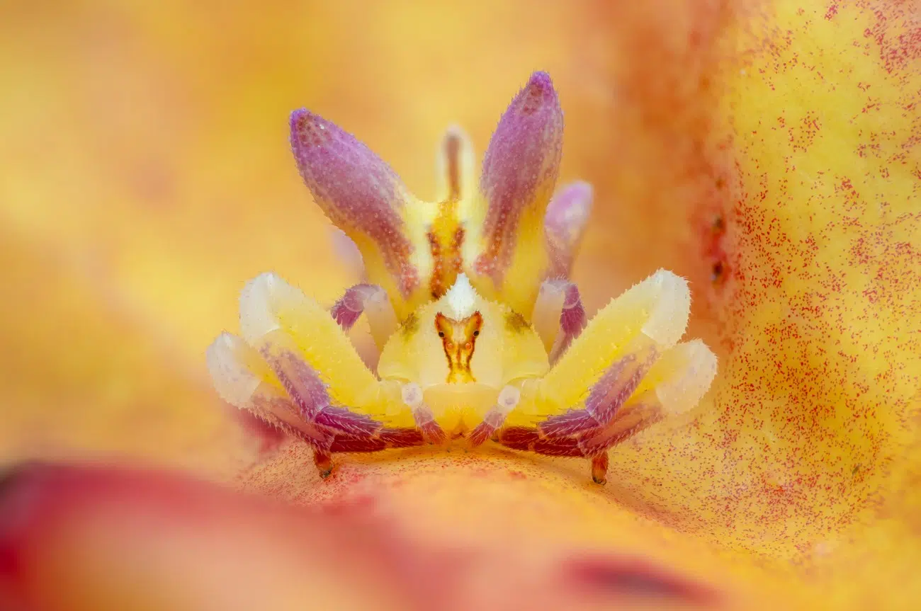 Spider camoflauged in the color of a flower