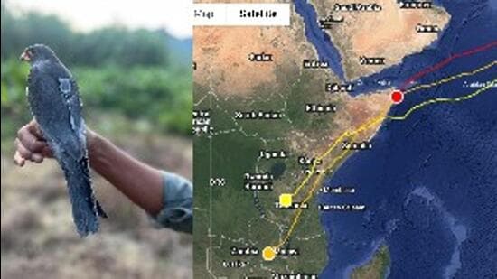 As per the latest satellite data of their migratory journey, Amur Falcon named Apapang has reached Zambia in Africa. (Sourced)