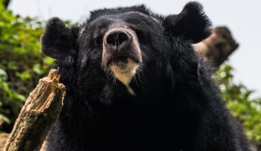 Bear Forces Airport Runway to Shutdown