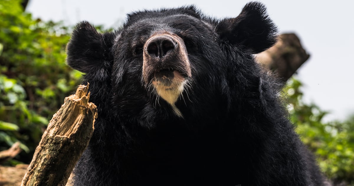 Bear Forces Airport Runway to Shutdown