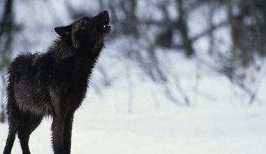 A dark-furred wolf stands on snowy ground, looking upward with its mouth open as if howling. The background is blurred with snow-covered trees and branches.
