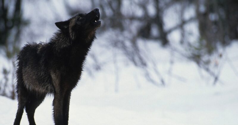 A dark-furred wolf stands on snowy ground, looking upward with its mouth open as if howling. The background is blurred with snow-covered trees and branches.