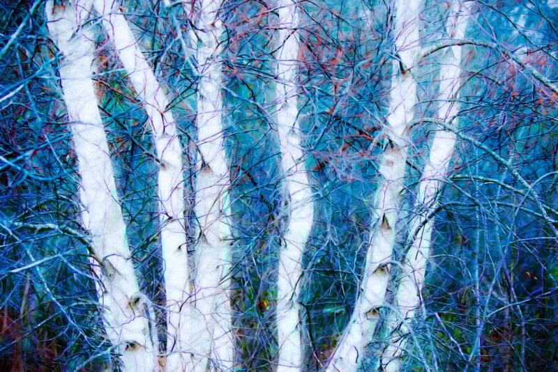 Several white birch tree trunks stand close together, surrounded by a dense network of thin, blue and purple branches, creating an abstract, colorful forest scene.