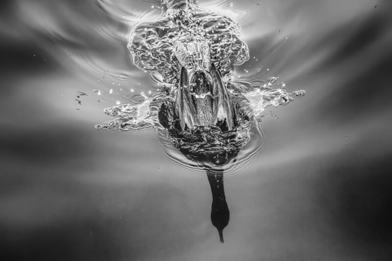 A black-and-white photo of a duck diving underwater, causing clear, dynamic splashes and ripples on the calm water's surface, viewed from above.