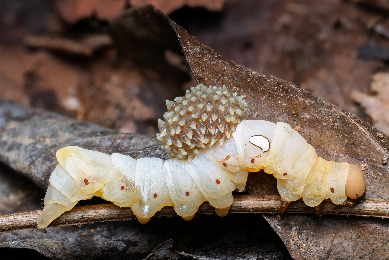 Close-up Photographer of the Year 7 (2025)
