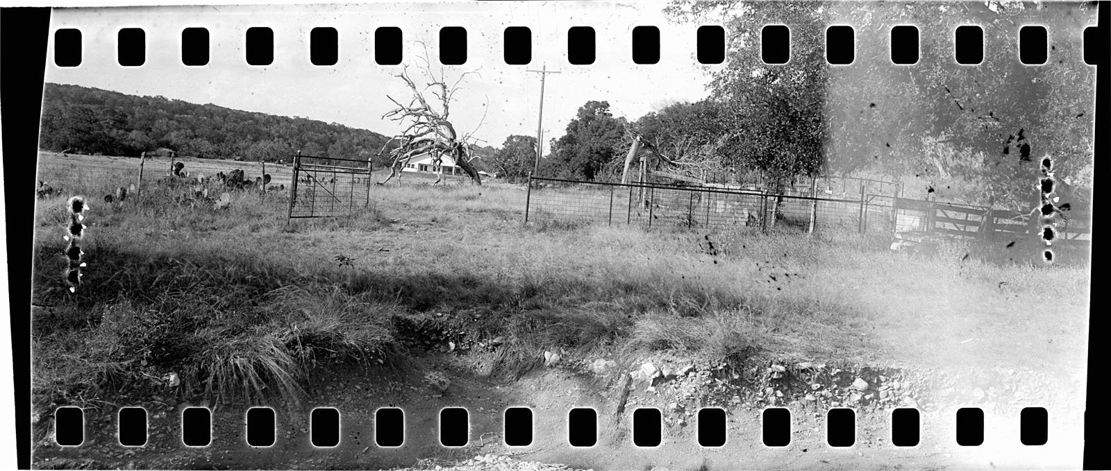 A black and white panoramic film photo shows a rural landscape with tall grass, a wire fence, a few scattered trees, and a house in the distance. The edges of the film strip and sprocket holes are visible.