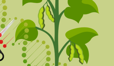 Synthetic Regeneration System for Genetically Editing Crops