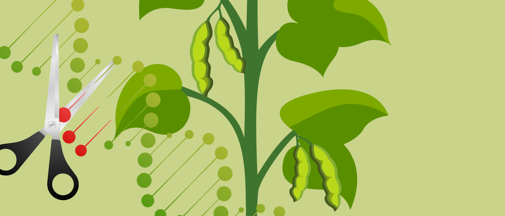 Synthetic Regeneration System for Genetically Editing Crops