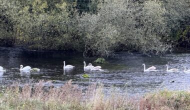 Next spring these swans will be driven away by their formerly loving parents         – The Irish Times