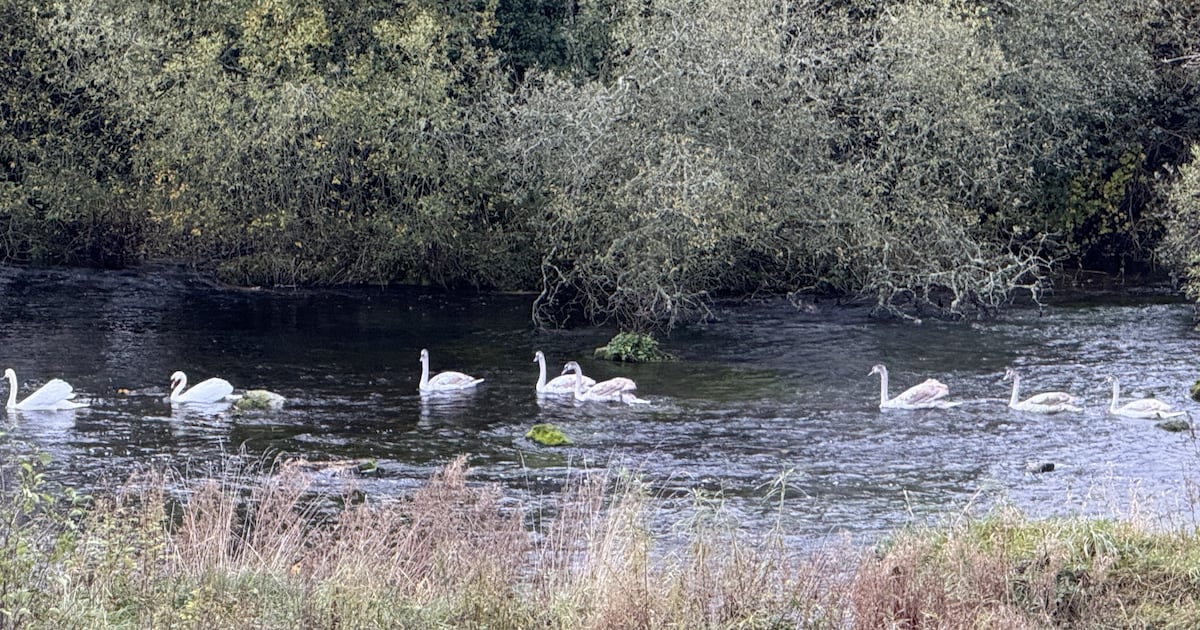 Next spring these swans will be driven away by their formerly loving parents         – The Irish Times