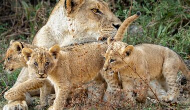 The soapy thrills of David Attenborough’s Kingdom prove irresistible – The Irish Times