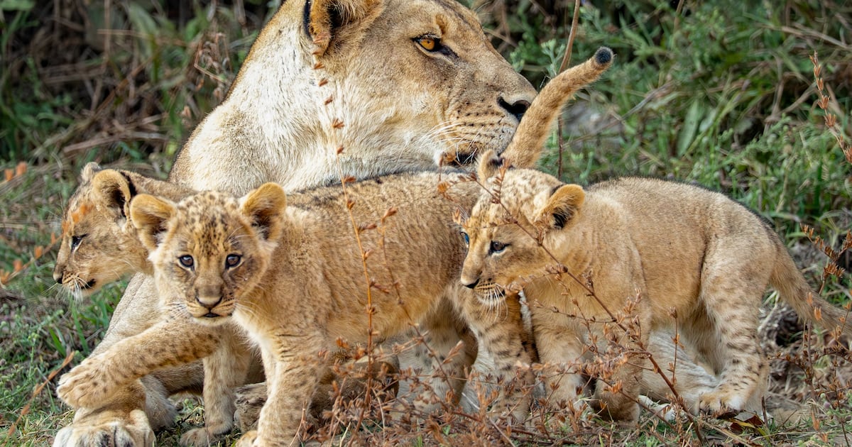 The soapy thrills of David Attenborough’s Kingdom prove irresistible – The Irish Times