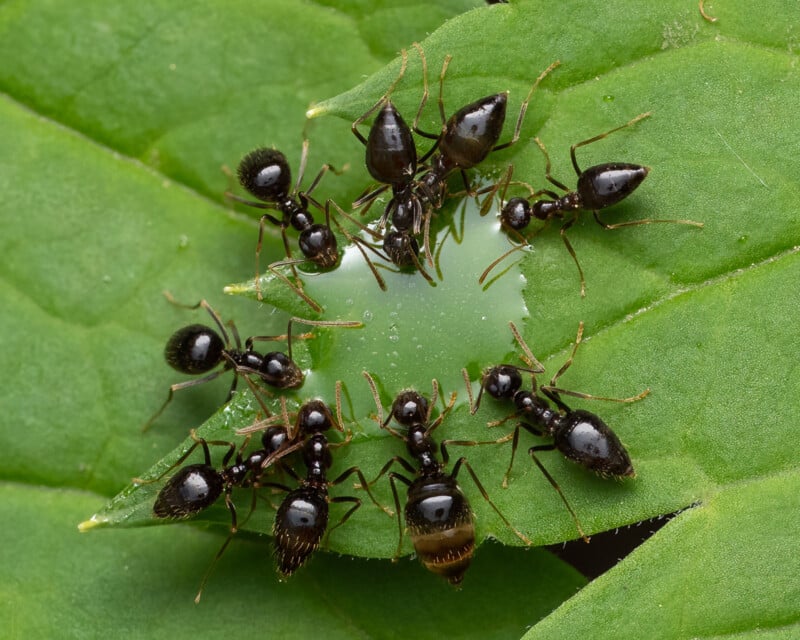 A group of ants on a leaf.