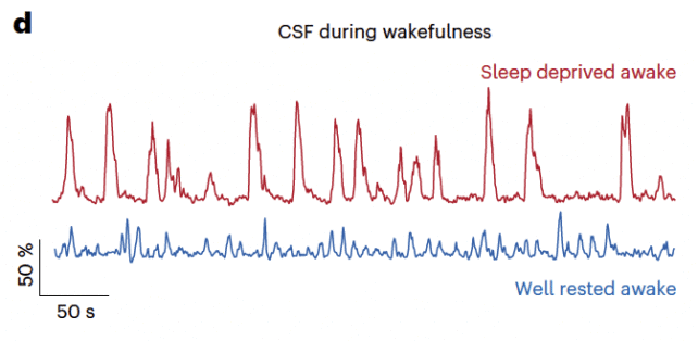 A graph with two lines, one red and the other blue, charting fluid flows in the sleep-derived versus well-rested brain. 