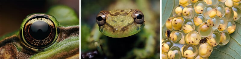 A close-up of a frog’s eye, a frontal view of a frog’s face, and a cluster of frog eggs on a leaf, with developing tadpoles visible inside the eggs.